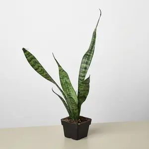 Snake Plant 'Zeylanica' 4" Pot
