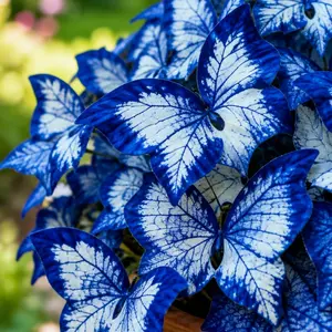 800pcs Butterfly Leaf Hosta Seeds – Shade-Loving Perennials with Unique Foliage for Garden Borders, Patio Containers & Backyard Beds