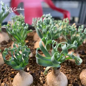 Albuca Concordiana Bulb size 0.7-1.2 inch, Curly Grass Bulb Only