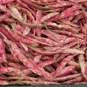 French Horticulture'bean ,Vegetable Seeds !