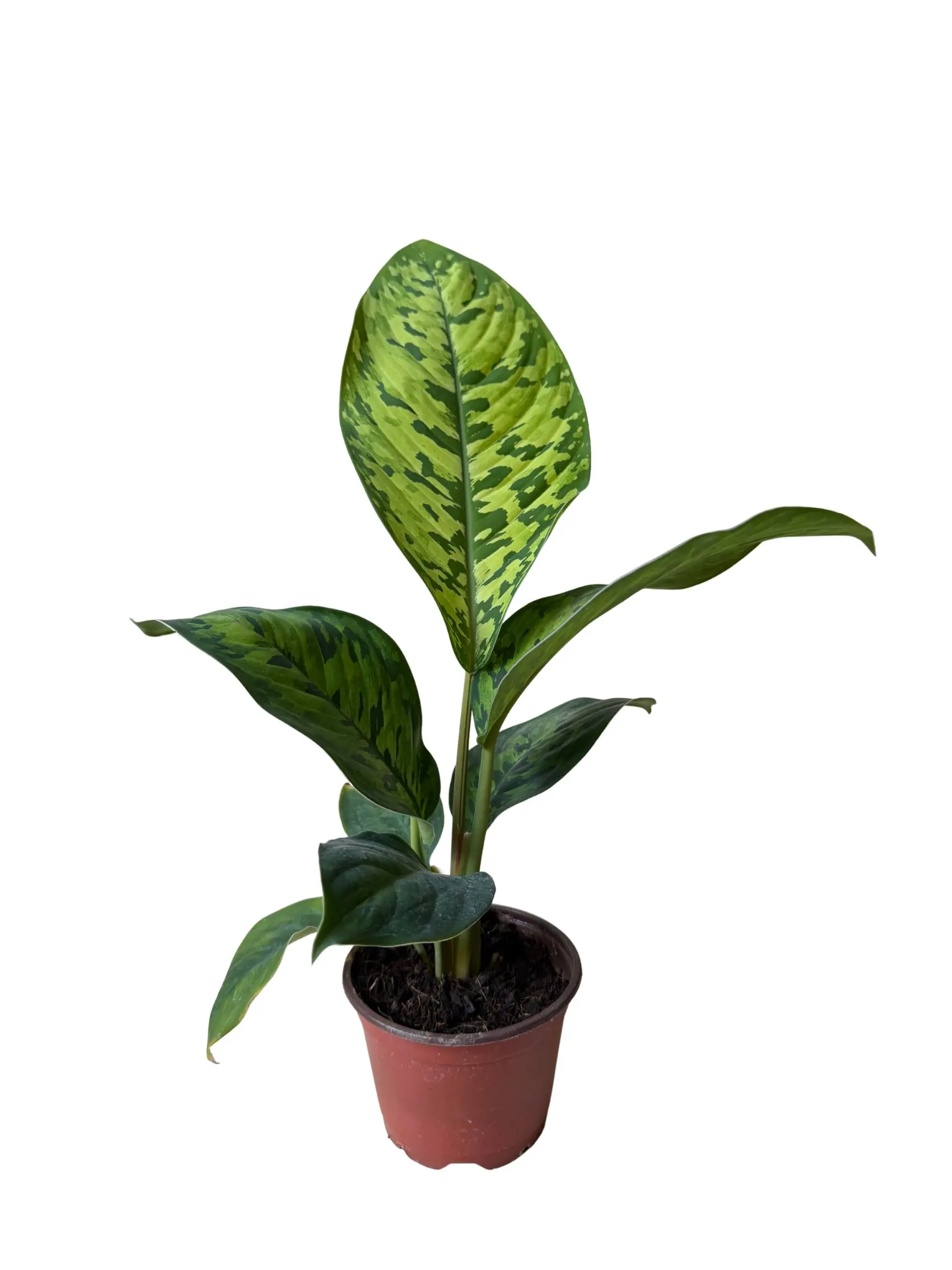4” Homalomena Camouflage – Rare Camo Foliage Collector Plant