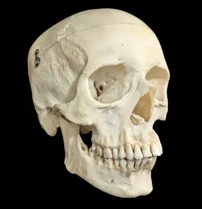 B Grade Human Skull Medical Specimen