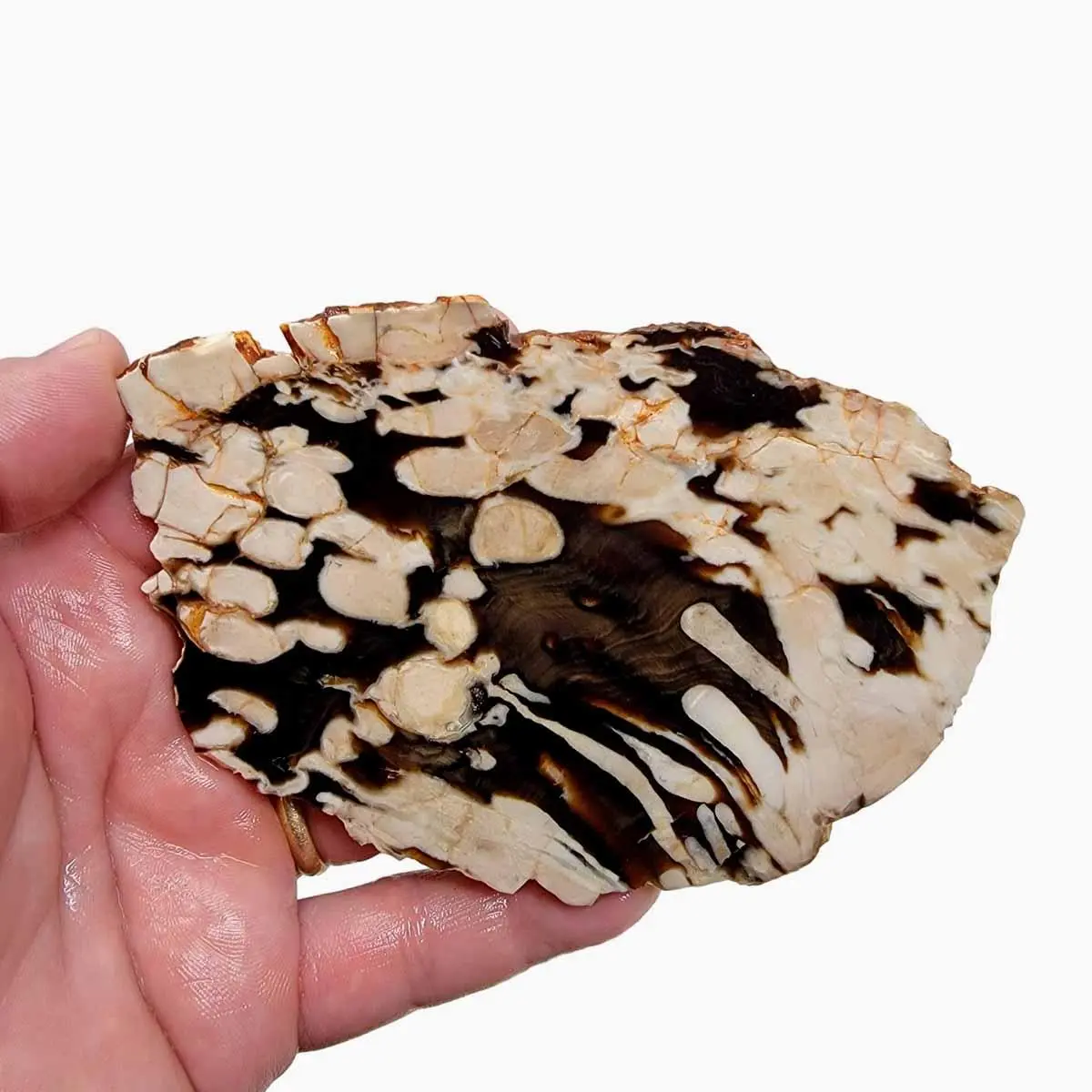 Fossil Peanut Wood Petrified Wood Slab!  Lapidary Stone Slab!