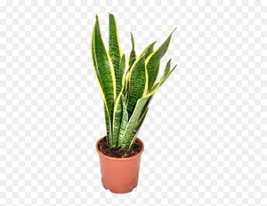 4" Snake Plant Laurentii Sansevieria Trifasciata Plant in Grower Pot - Low Maintenance, Air-Purifying, Easy to Care for, Suitable for Any Space