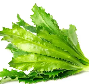 200+ Seeds Culantro Seeds for Planting, Sawtoothfitweed Seeds Mexican Coriander Seeds for Indoor Outdoor