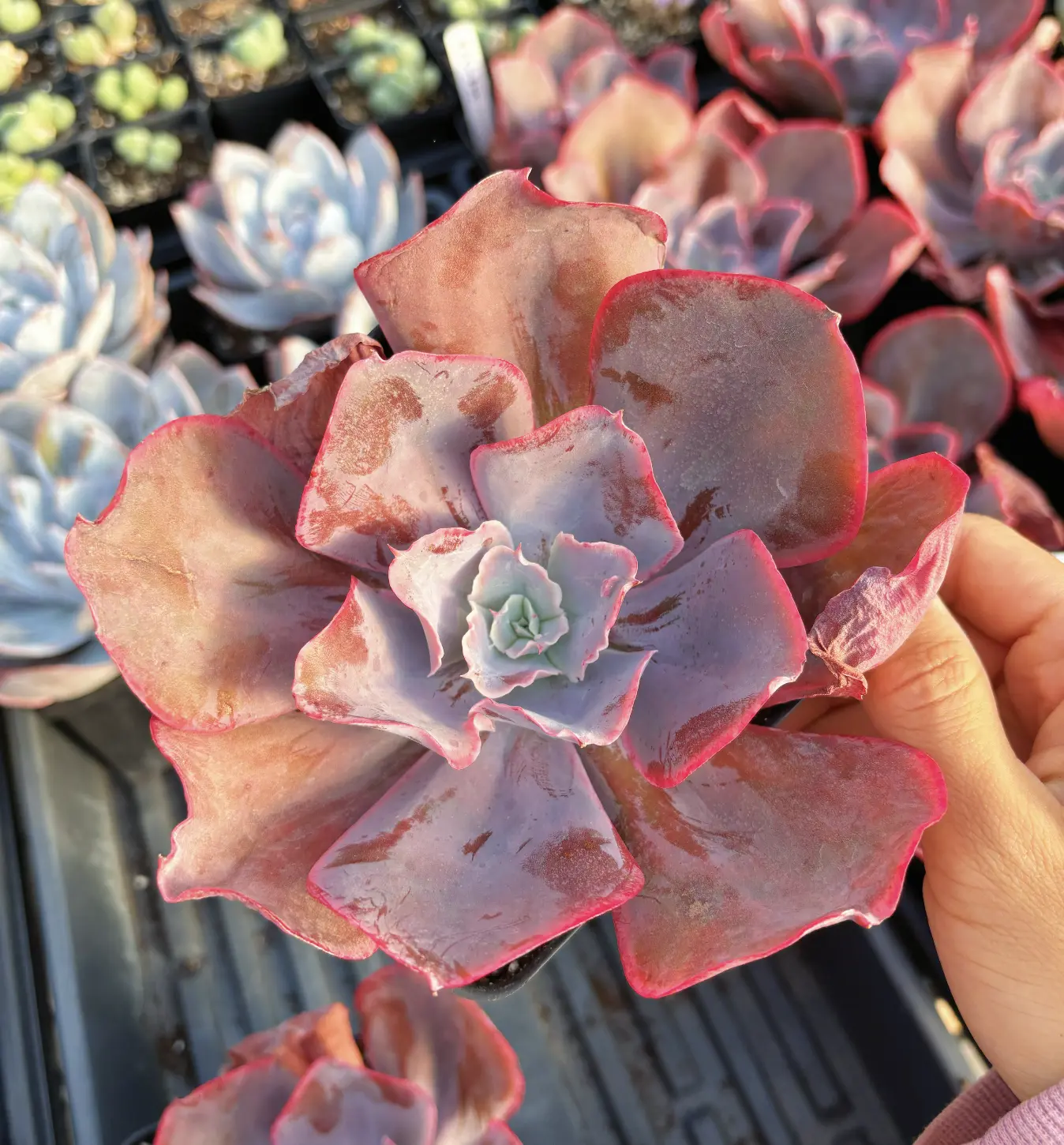 Rare Succulent Echeveria ‘Red Pinky Frills’ – Frilly Red Echeveria Live Plant | Collector Succulent Gift | Ships from USA