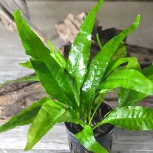 Java Fern Microsorum pteropus Potted Live Aquarium Plant