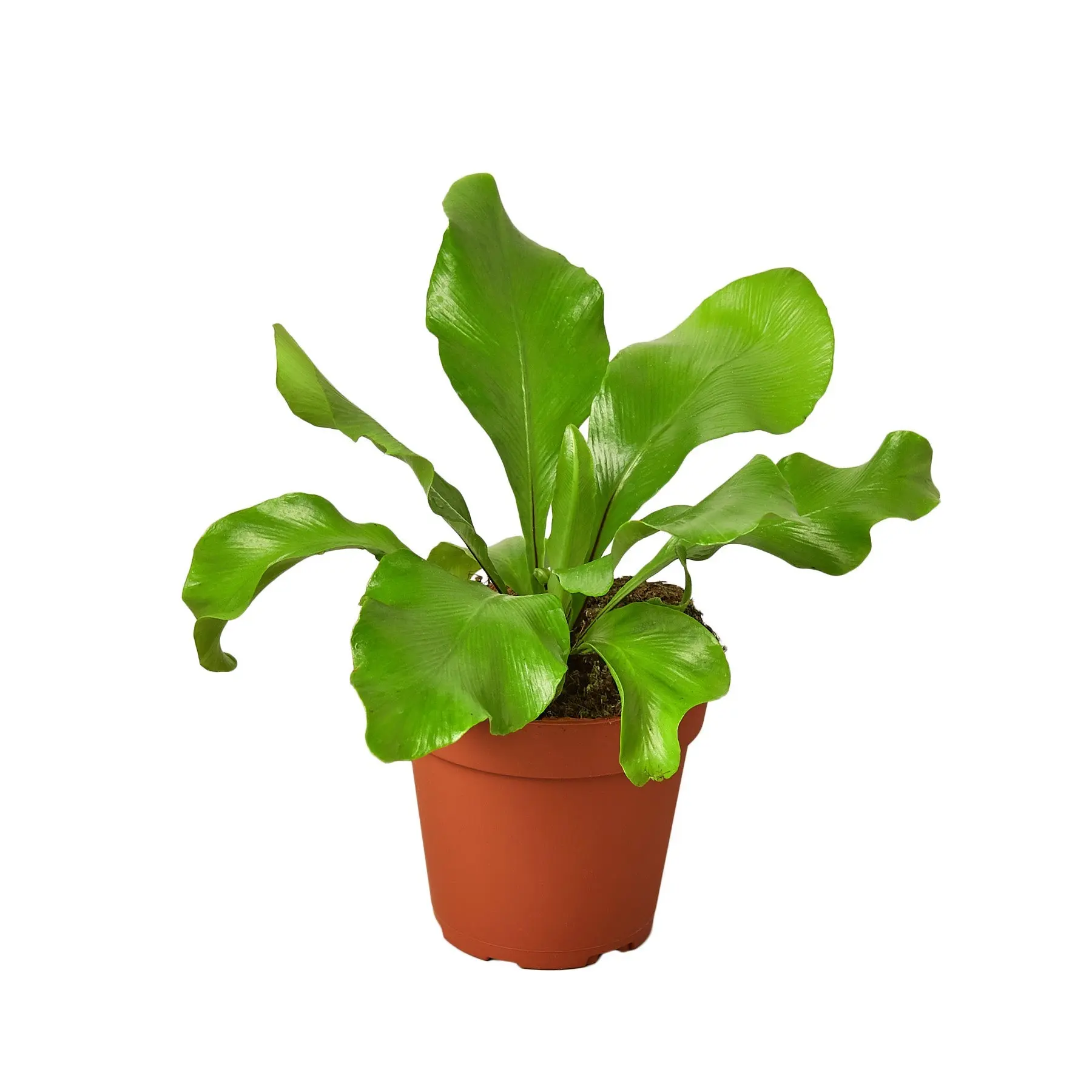 Bird's Nest 'Nidus' Fern Plant, Humidity Lover for Indoor Use, Large-Leaf Variety Ideal for Partial Shade Spaces & Home Decor Supplies