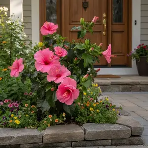 100 Pink Hibiscus Seeds for Vibrant Tropical Blooms in Garden Borders & Containers All Seasons Planting Zones 5-10