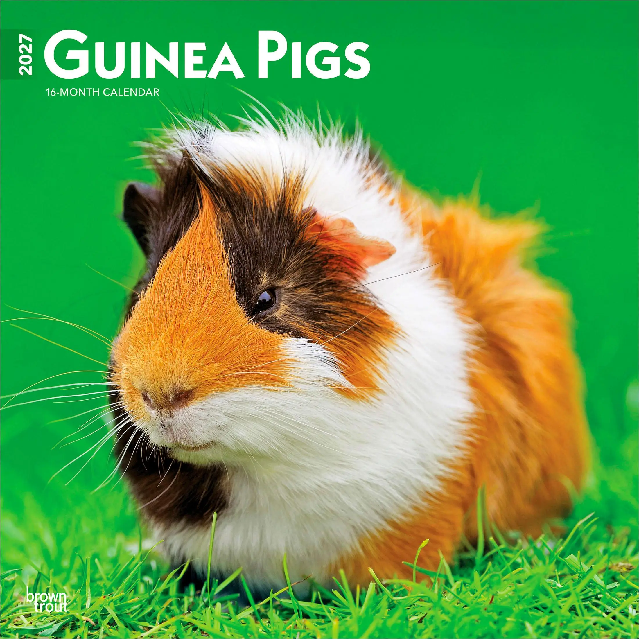 Guinea Pigs | 2027 12 x 24 Inch (Hanging) Monthly Square Wall Calendar | Plastic-Free | BrownTrout | Domestic Animals Small Pets