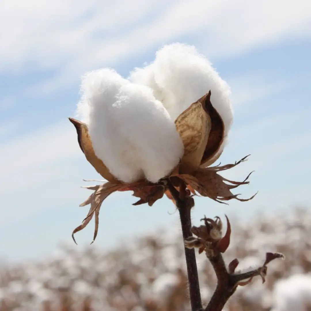 Pure White Cotton Seeds (Gossypium hirsutum) – 20+ Treated Seeds for Unique and Sustainable Gardening