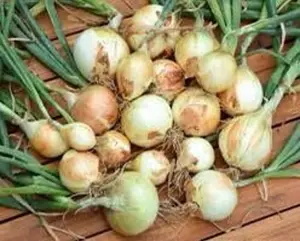 Walla Walla Onion Seeds