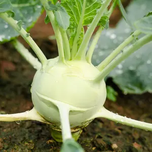 Kohlrabi Konan | Two Live Plants | Non-GMO | Edible Vegetable | Easy to Grow Vegetable