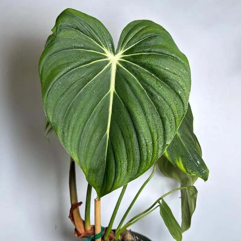 Philodendron McDowell 6" pot Rare Plant House Plant Indoor Plant - Low Maintenance & Bright Indirect Light Friendly Houseplants