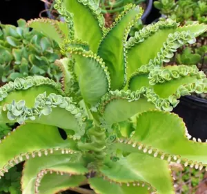 Mother of Thousands - Kalanchoe Daigremontiana - Mother of Millions  Plant in 2" pot