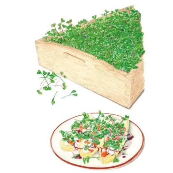 Mellow Blend Microgreens Seeds Mellow Blend Microgreens Seeds