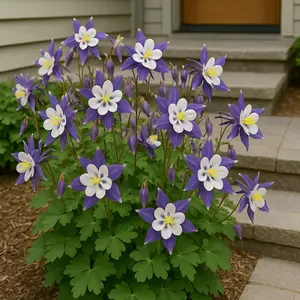 1000 Blue and White Columbine Seeds – Aquilegia Caerulea Perennial Flower – Non-GMO Heirloom Variety, Easy to Grow, Elegant Two-Tone Blooms for Cottage and Rock Gardens