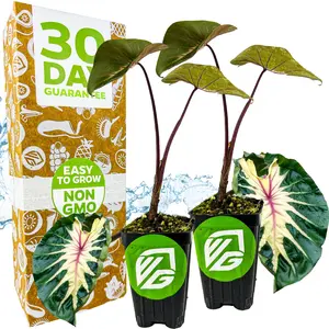 2-Pack Colocasia Elephant Ear Plants – Colocasia starter plants by Wellspring Gardens