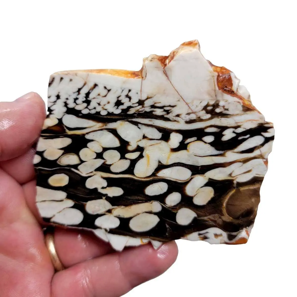 Fossil Peanut Wood Petrified Wood Slab!  Lapidary Stone Slab!