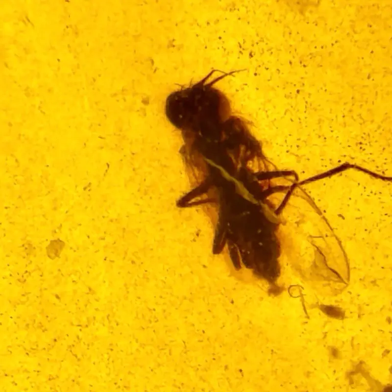 Cretaceous Amber with Horsefly and Fossil Specimen from Myanmar Rare Prehistoric Collectible Over 100 Million Years Old Natural History Piece. Non-Returnable