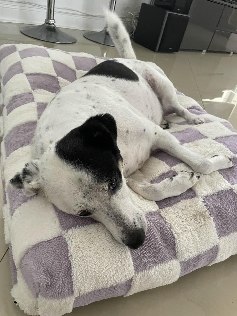 Item: Purple, L(36x27x4)