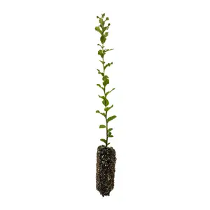 Cork Oak | Medium Tree Seedling
