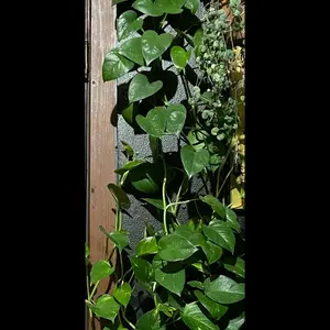 Golden Pothos Live Plant
