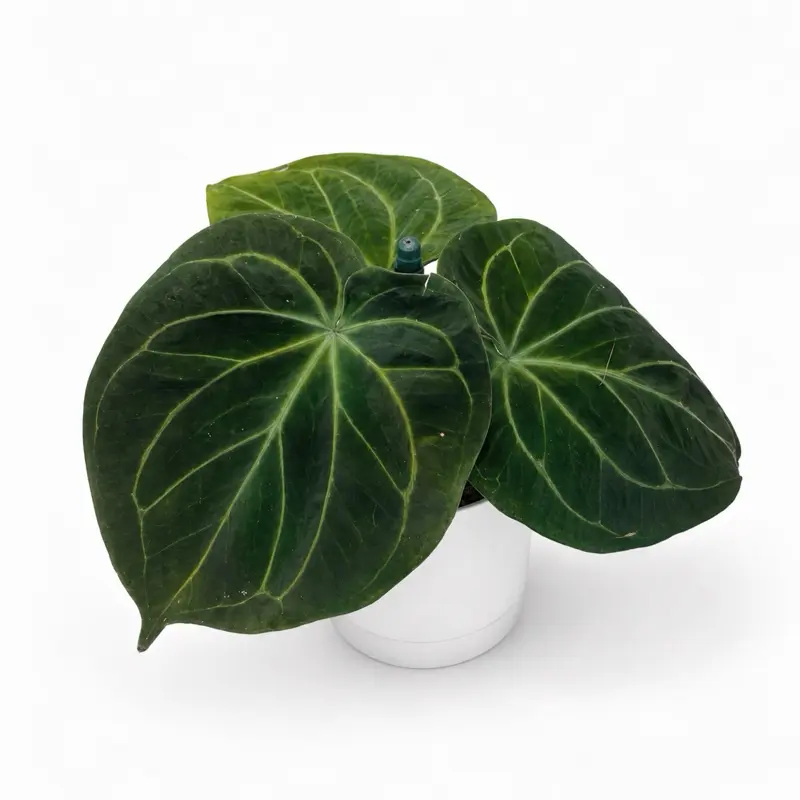 Anthurium ‘KOS Self’ 4” Pot – Rare Velvet Anthurium | Dark Heart-Shaped Foliage