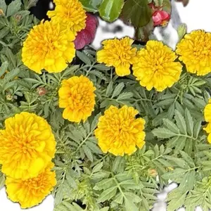 Bright Yellow Marigold Seeds, Easy-to-Grow Flower Seeds for Indoor Plants, Houseplants, Live Plants, Outdoor Garden Use