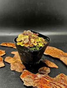 Micro Strawberry Begonia (Saxifraga stolonifera)