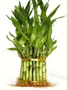 3 Tier 4" 6" 8" Lucky Bamboo for Feng Shui (Total About 38 Stalks)