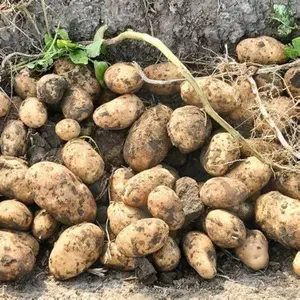 Gold Rush Russet Potato 200 Seed  - Naturally Grown - Non GMO -American Raised- Ready for Planting