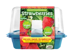 Sweet Everbearing Strawberries Sprouter Terrarium