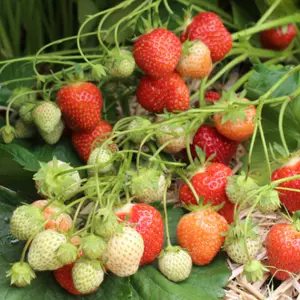 Jewel Strawberry bare Root | Qty - 25