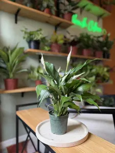 4" Peace Lily (Spathiphyllum) | Easy-Care Indoor Flowering Houseplant