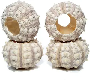 Sea Urchin | 4 Sputnik Sea Urchin Shell | 4 Purple Sputnik Sea Urchin Shells for Craft and Decor