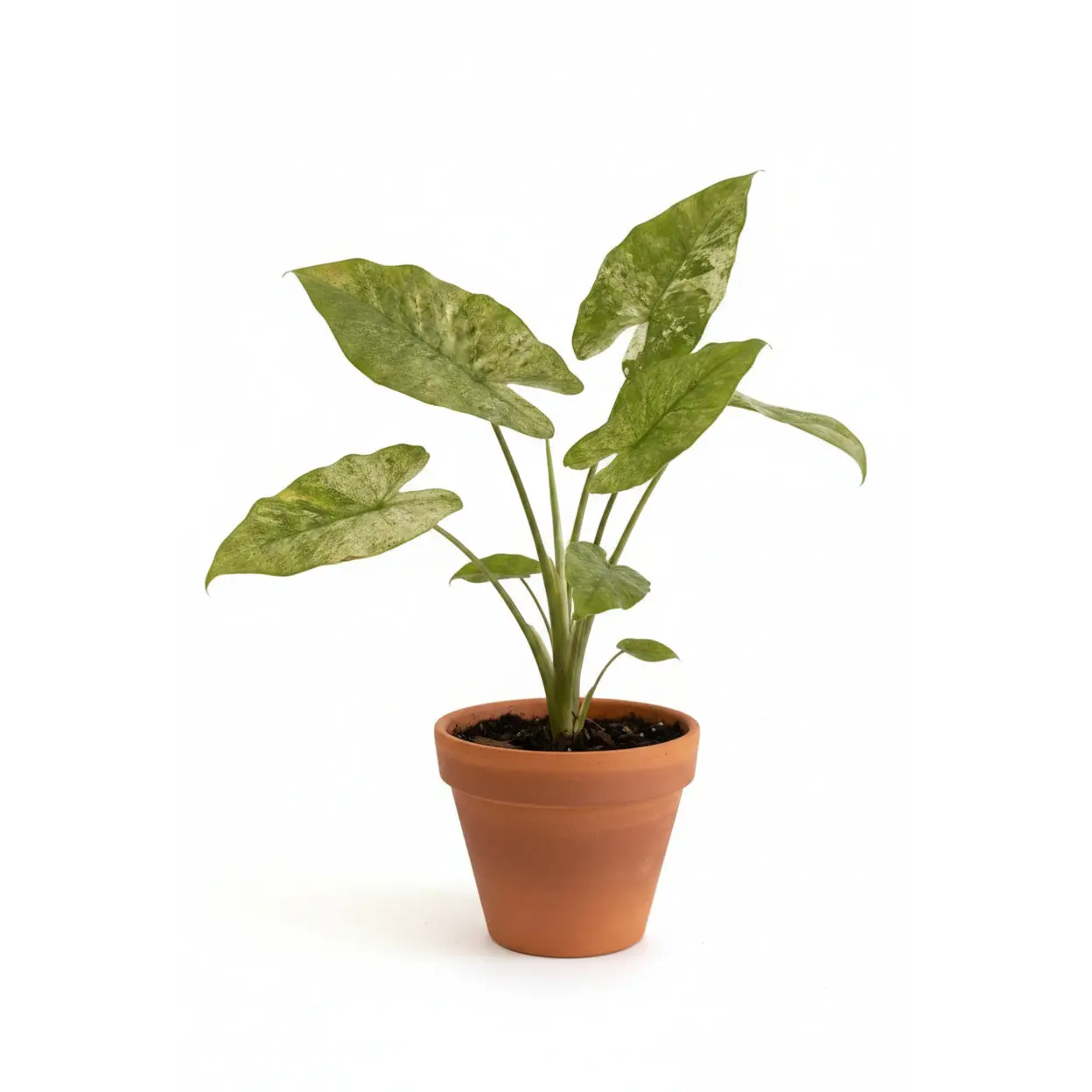 6" Alocasia Odora 'Batik' Variegated