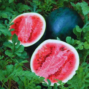 Lazy Watermelon Seeds 300, Easy to Grow, Lazy Gardening, Delicious and Juicy, Non-GMO