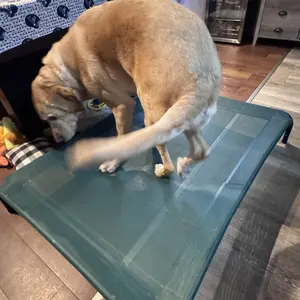 【VALUXE】 Elevated Dog Bed for Large Dogs, Cooling Pet Cot with Breathable Mesh & Durable Frame, Easy to Clean Raised Pet Mats for Indoor & Outdoor Home