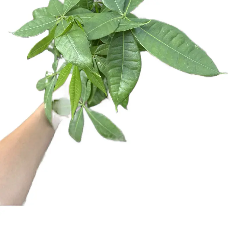 Braided Money Tree Potted Live Plant 4in - Pachira Aquatica - Good Luck Houseplant - Braided Trunk - Tropical Indoor Tree - Feng Shui Favorite - Easy Care - Glossy Green Foliage - Miniature Tree - Unique Gift - Statement Greenery - Non toxic, Pet Friendly