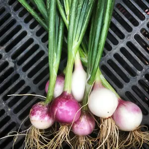 Purplette Onion Organic Seeds (Allium cepa) – A charming mini red-purple bulb with mild flavor. Early-maturing, great for bunching, pickling, or eating fresh. Adds color and nutrition to spring and summer salads.