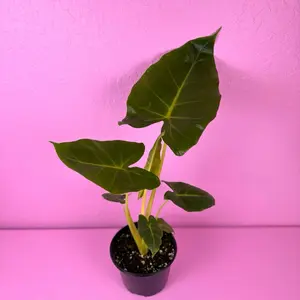 Alocasia Lutea 6” | Golden Stem Alocasia | Tropical Houseplant