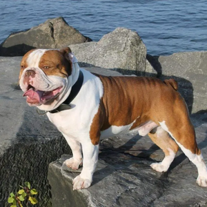 Stay Faded Brand Glosvibe