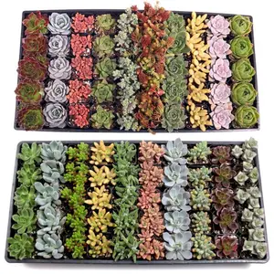Bulk Assorted Succulents