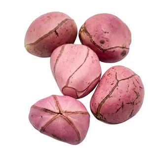 Kola Nut 5 Pieces (Obi Abata / Cola Acuminata) – Fresh Whole African Kola Nuts for Cultural, Ceremonial & Herbal Use – JEB FOODS