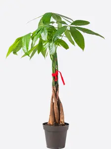 Braided Money Tree - Pachira Aquatica