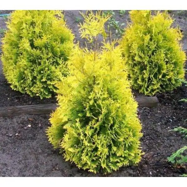 Sunkist Arborvitae ( Thuja occidentalis )