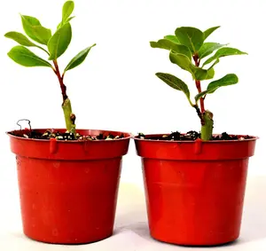 2 Set Bay Laurel Herb - 4" Pot Total 2 4" Pot