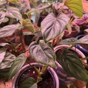 Philodendron plowmanii