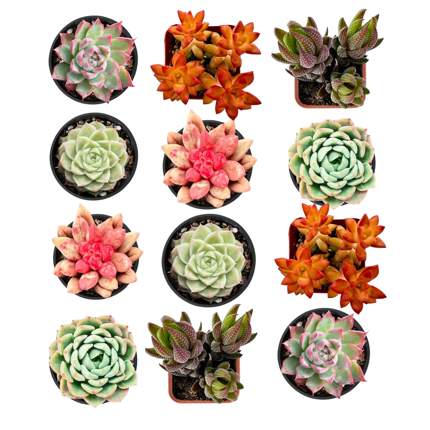 12pcs Live Succulents with 6 Varieties
